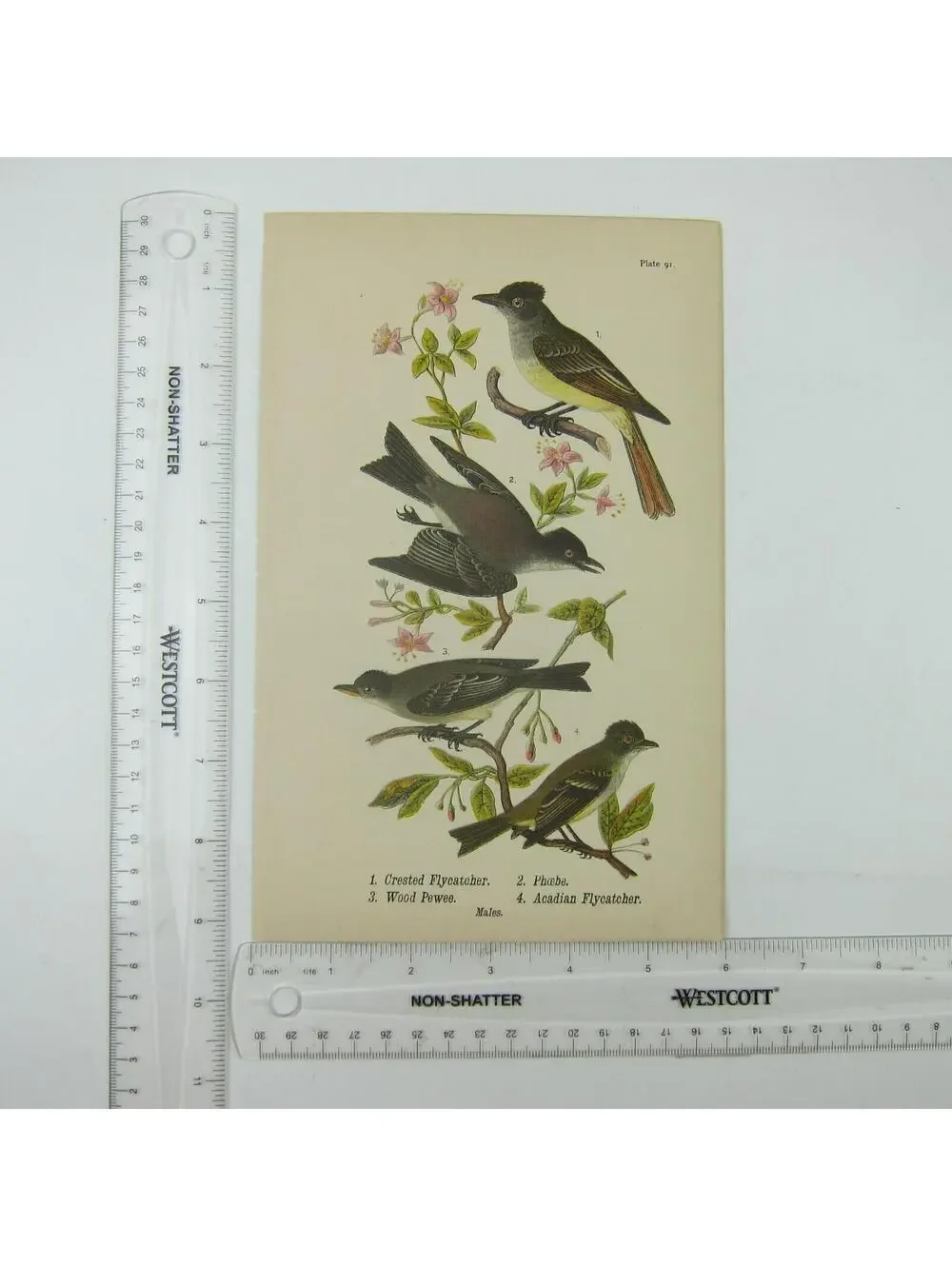 Bird Lithograph Print Crested Flycatcher Phoebe Wood Pewee Acadian Antique 1890